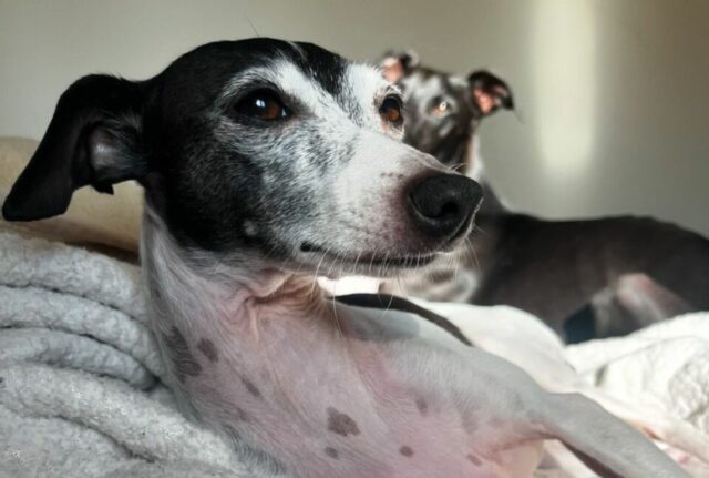 Il modo in cui questo cane reagisce alla libertà dopo anni vissuti in gabbia è a dir poco commovente