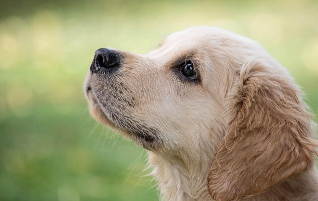 Cane lancia l’allarme per la proprietaria investita in strada