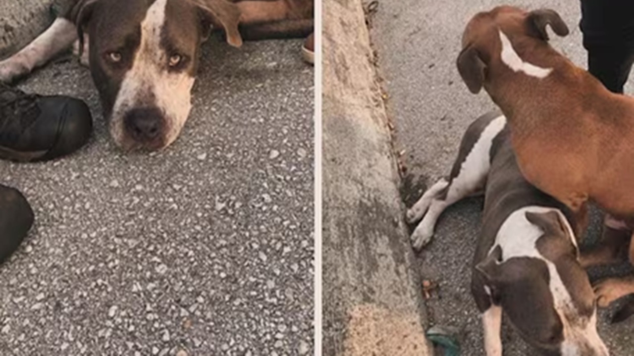 Cane vicino all'amico nell'incidente