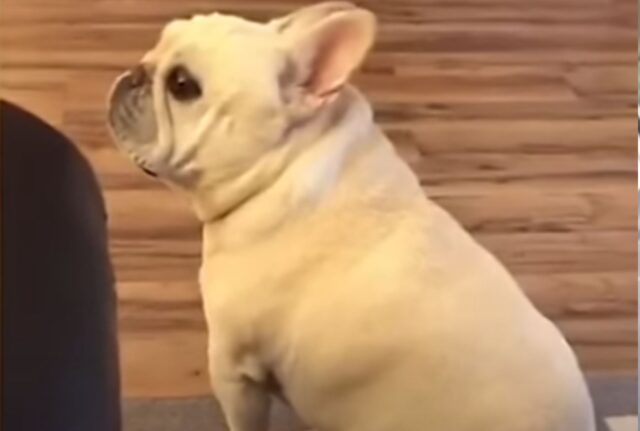 Questo Bulldog Francese mostra tutta la rabbia e comincia a fare i capricci per qualcosa di molto goloso