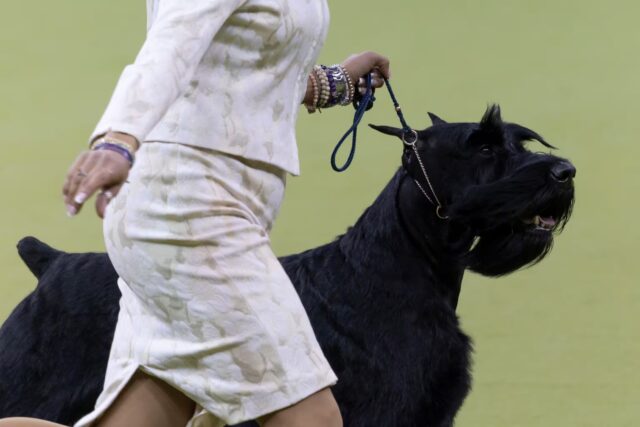 Il cane più bello e bravo del mondo è uno Schnauzer Gigante di nome Monty