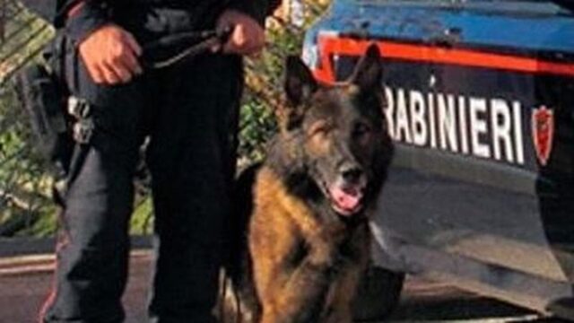 Cane poliziotto scopre la piazza dello spaccio di Caivano