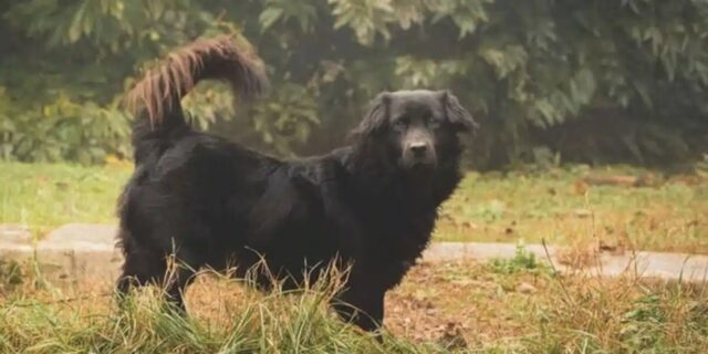 Cane randagio della Romania trova casa in Francia