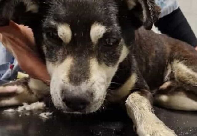 Cane rubato lanciato dal finestrino dell’auto