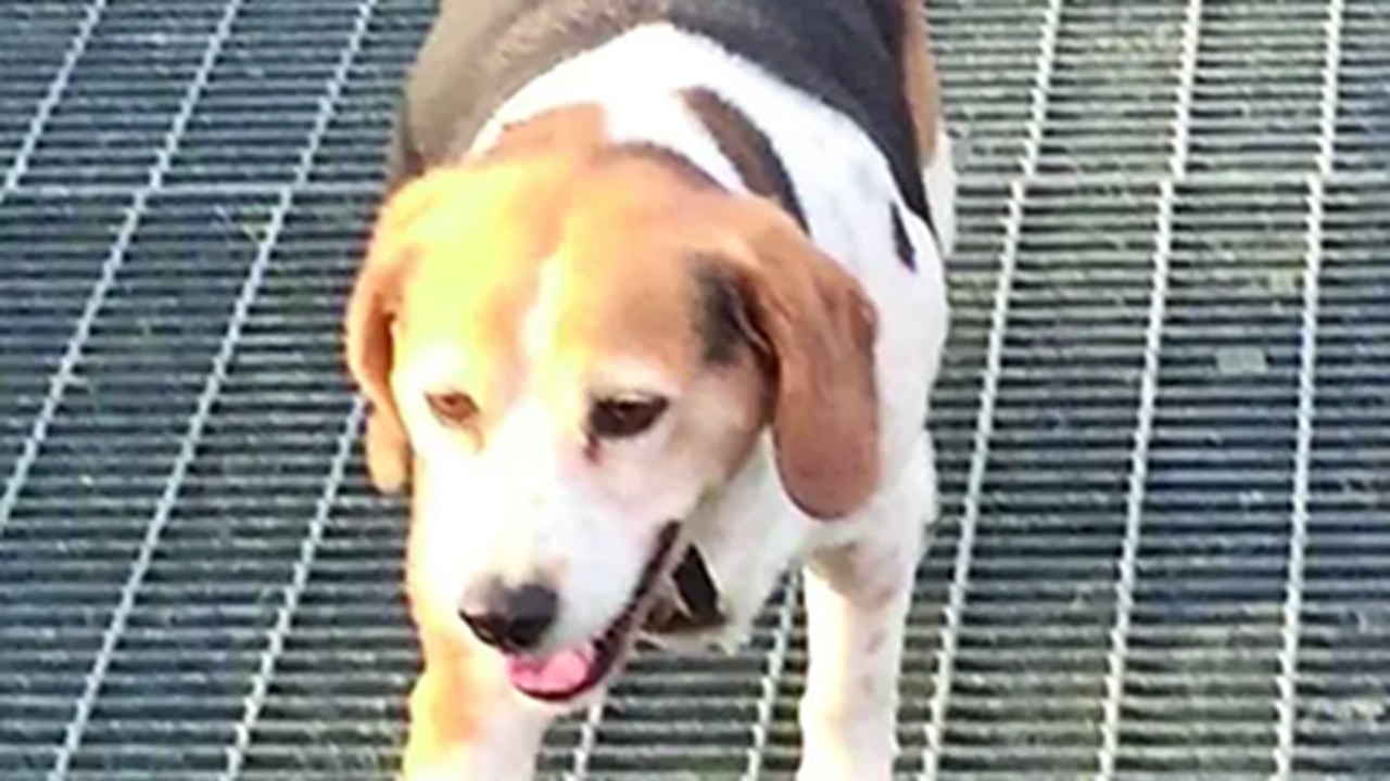 Cane di razza Beagle