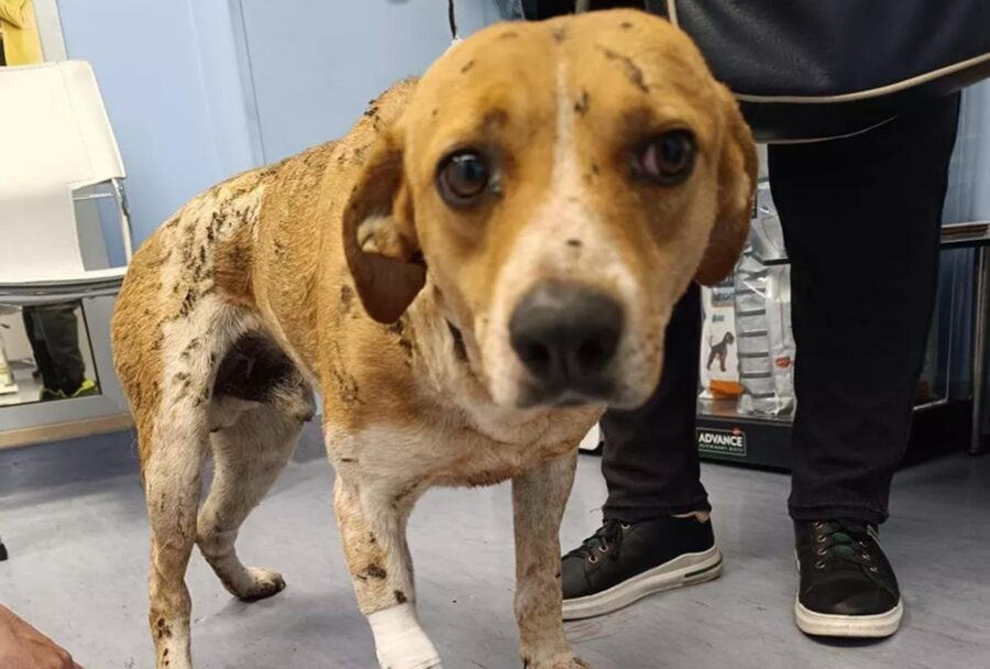 Cane torturato con l’olio bollente nel salernitano trova una casa per sempre