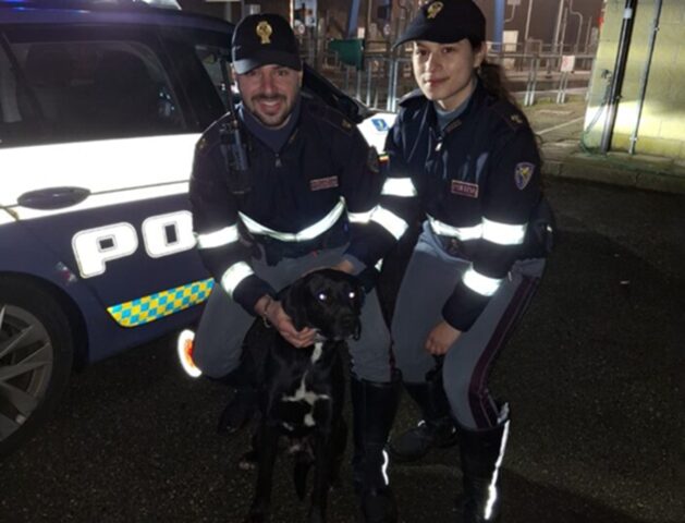 Cane tra le auto sull’Autostrada del Sole: la Polizia Stradale lo salva