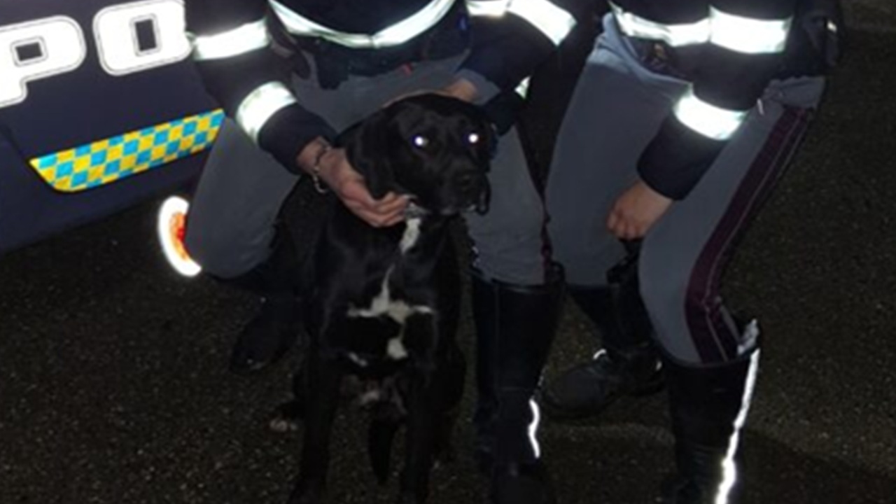 Cane tra le auto sull'Autostrada del Sole