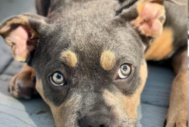 Quando lo hanno visto pensavano che questo cane trascurato fosse un cucciolo, poi hanno capito tutto