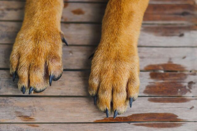 Cane travolto e ucciso: il suo aguzzino dovrà fare 8 mesi di carcere