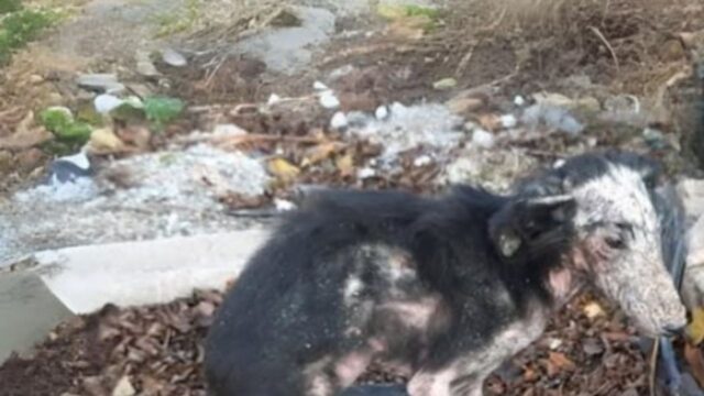 Legata e costretta a usare una ruota come riparo, la cagnolina aspettava l’uomo che l’aveva abbandonata