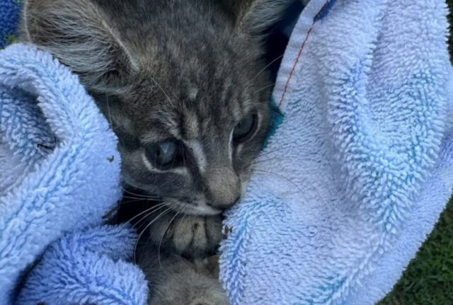 I due cani iniziano ad abbaiare senza fermarsi mai, così il padrone si allarma e accorre