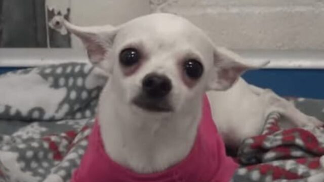 Il povero Chihuahua triste non riusciva a smettere di piangere: non credeva più nel lieto fine