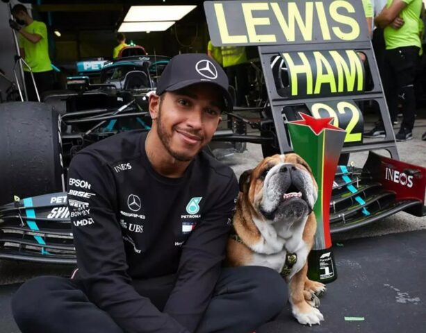 Come fa il cane di Lewis Hamilton a guadagnare 700 euro al giorno?