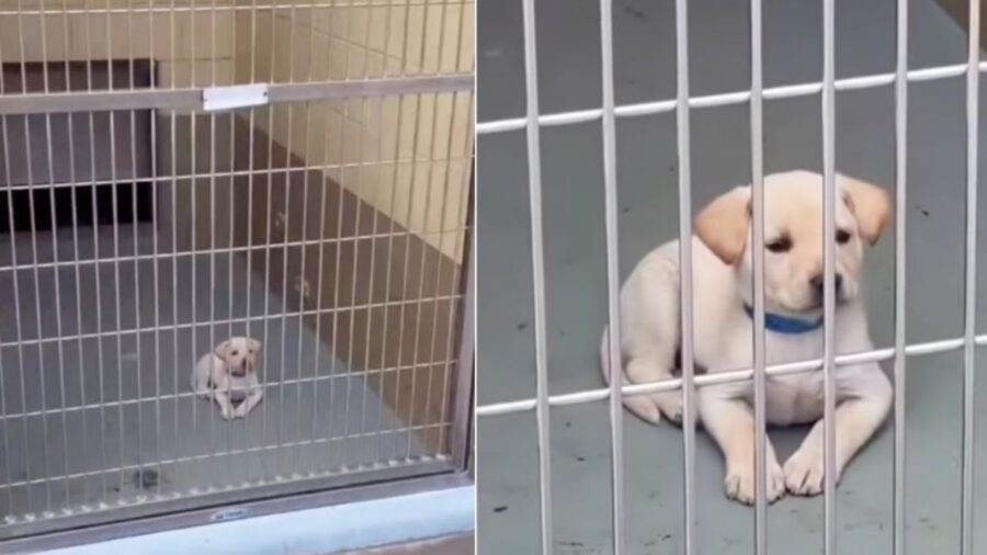 un cucciolo di cane in box