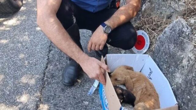 Cucciolo abbandonato trovato denutrito in strada dai Carabinieri