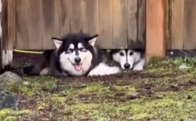 Le due Alaskan Malamute si comportano come ragazzine inflitrandosi in un recinto per salutare un cucciolo attraente (VIDEO)