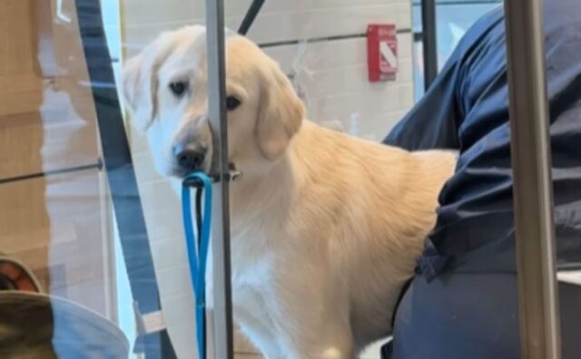 Portano il Golden Retriever alla toelettatura e la sua faccia esprime perfettamente tutto il suo disagio (VIDEO)