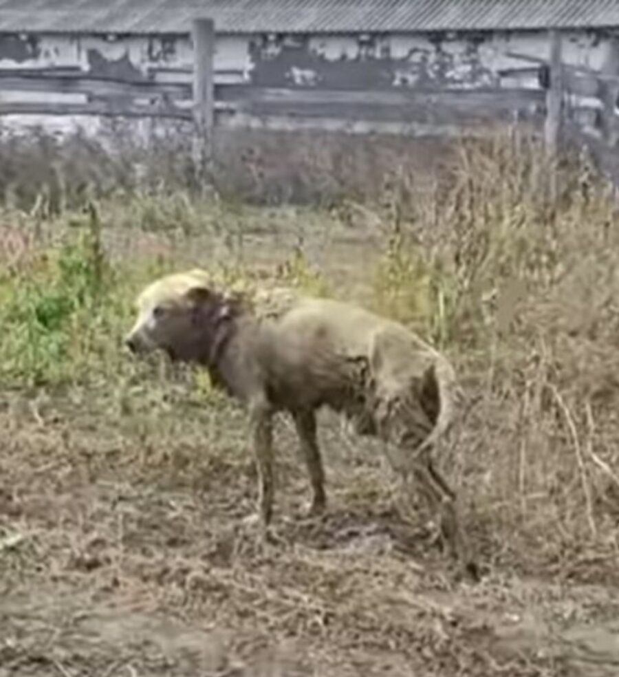 un cane coperto di fango