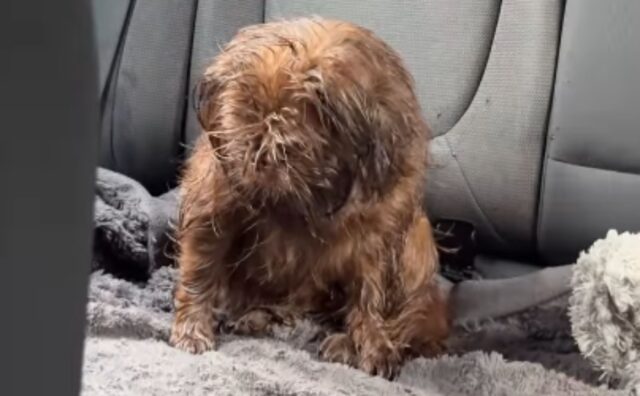 Il cane fa un caos dopo la passeggiata: sembra proprio che non abbia sfogato le sue energie a dovere (VIDEO)