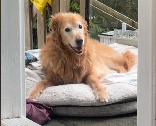 Golden Retriever anziano comunica con le zampe senza abbaiare