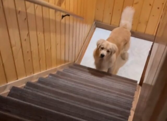 Golden Retriever sulle scale fa di tutto per farsi trasportare