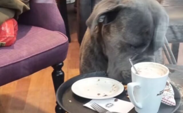 Mai lasciare le torte (e il cibo) incustoditi: questo cane ha approfittato al volo dell’occasione (VIDEO)