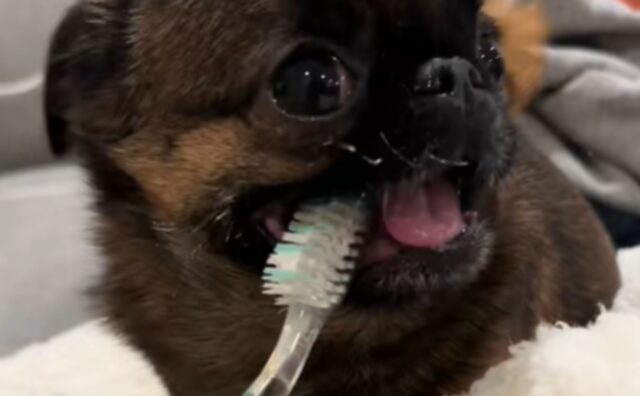 Questo cane inventa un trucco per pulire i denti che lascia di stucco persino i veterinari (VIDEO)