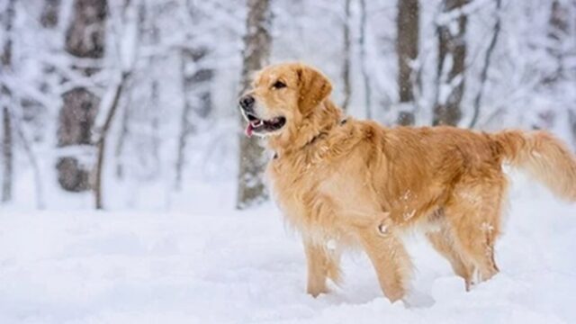 Mancano conduttori di cani da valanga, l’appello