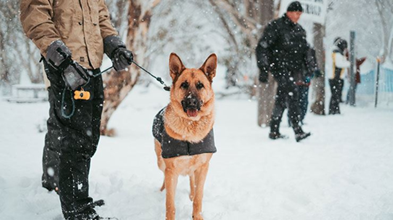 Cane da soccorso