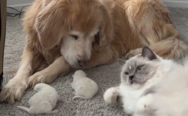 Il Golden Retriever vive un momento adorabile: la gatta con cui è cresciuto gli presenta i suoi gattini (VIDEO)