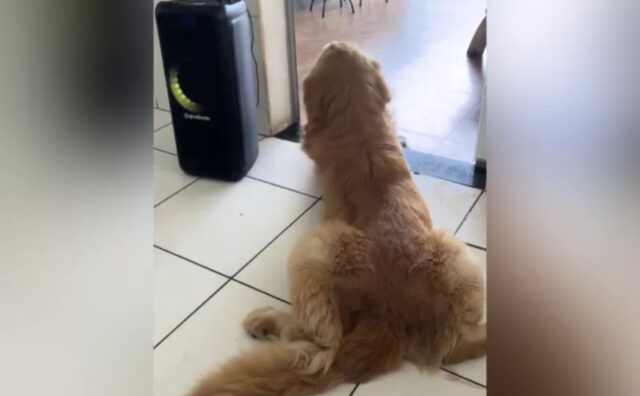 Sì, il Golden Retriever sa perfettamente come muoversi a tempo delle canzoni di questa cantante (VIDEO