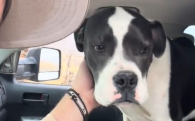 Un uomo si accorge online dell’abbandono di un cane e non resta indifferente: salta subito in auto (VIDEO)