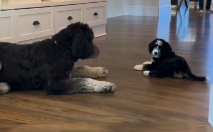 Il Bernedoodle si innamora del suo nuovo fratellino: il loro modo di giocare fa impazzire tutti dalla gioia (VIDEO)