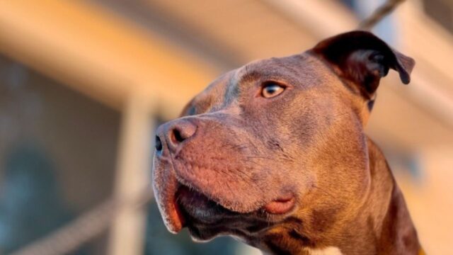 Il cucciolo di Pitbull appena adottato fa il suo primo incontro con le palline da tennis: è meraviglioso