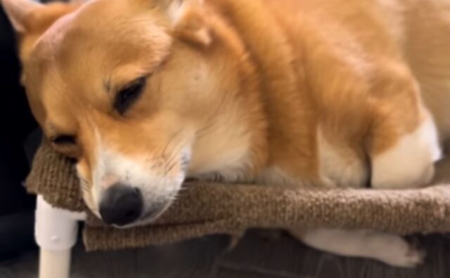 Il Corgi super ingegnoso personalizza il suo letto e lo rende ottimo per un vero riposo ristoratore (VIDEO)