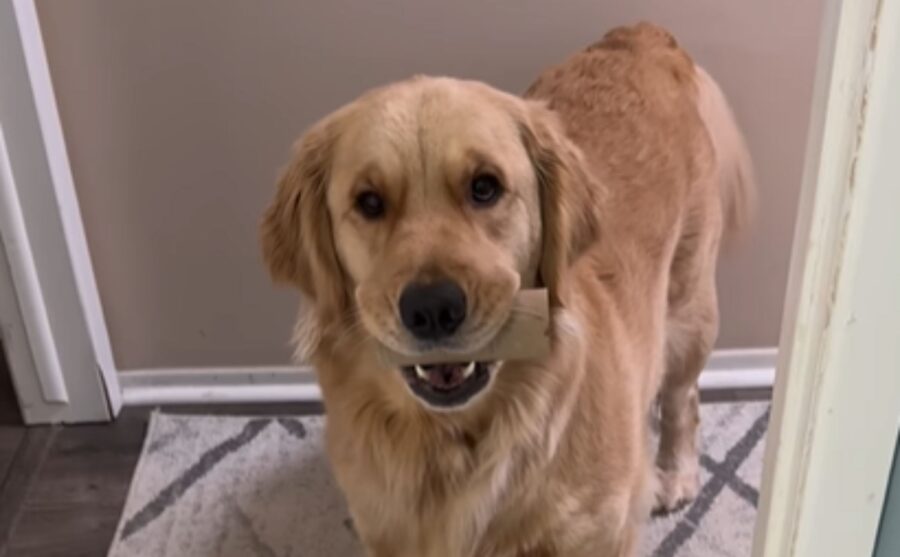 Cibo? No grazie: questo Golden Retriever si diverte molto di più a scartare il suo rotolo di carta igienica (VIDEO)