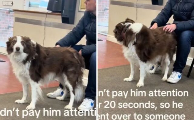 Il padrone smette di accarezzarlo e il Border Collie decide di reagire in un modo preciso (VIDEO)