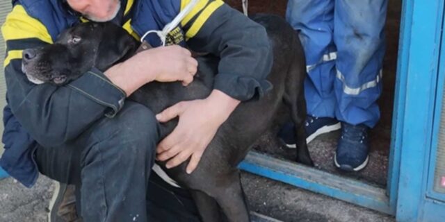 Trovato il cane scomparso dopo la morte del proprietario