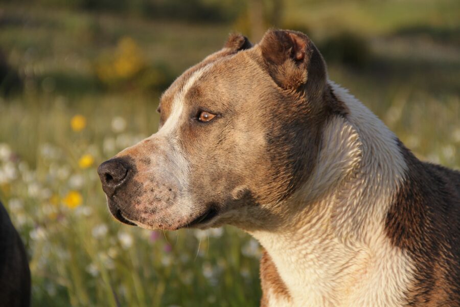 Uomo azzannato da un Pitbull mentre difendeva il suo cane