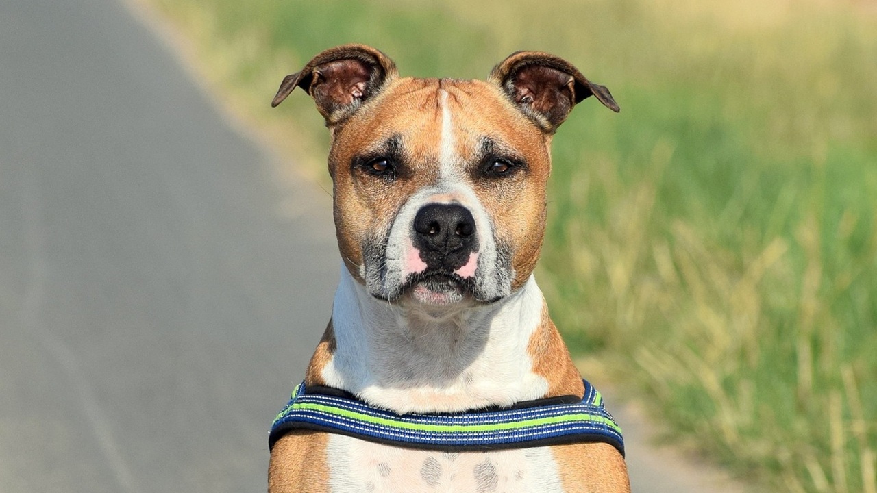 Pitbull in passeggiata