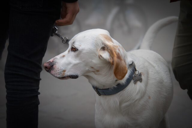 Vietato portare cani fuori da scuola all’ingresso e all’uscita degli studenti