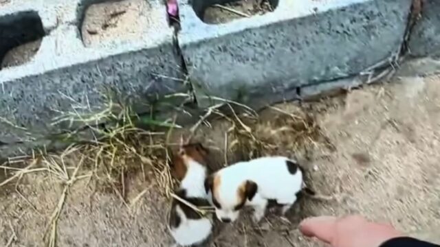 “Per favore, aiutalo”: il cucciolo di cane urlava, mentre il suo fratellino era svenuto per la fame – Video