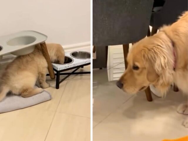 Il Golden Retriever guarda sconcertato il cucciolo che ha trasformato il momento del pasto in una vera e propria scenetta