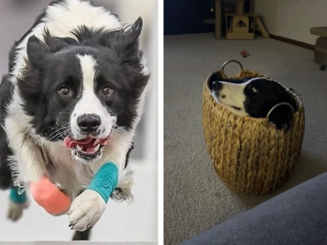 Questo Border Collie lascia tutti di stucco riuscendo a infilarsi con successo in uno spazio piccolissimo