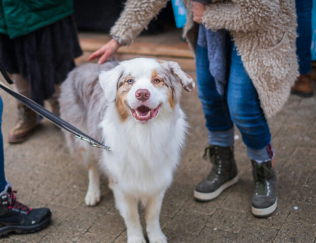 Che metodi usa l’addestratore del cane?