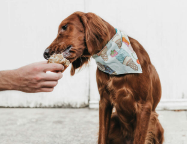 Ci sono (o non ci sono) dei dolci umani che possiamo dare al nostro cane?