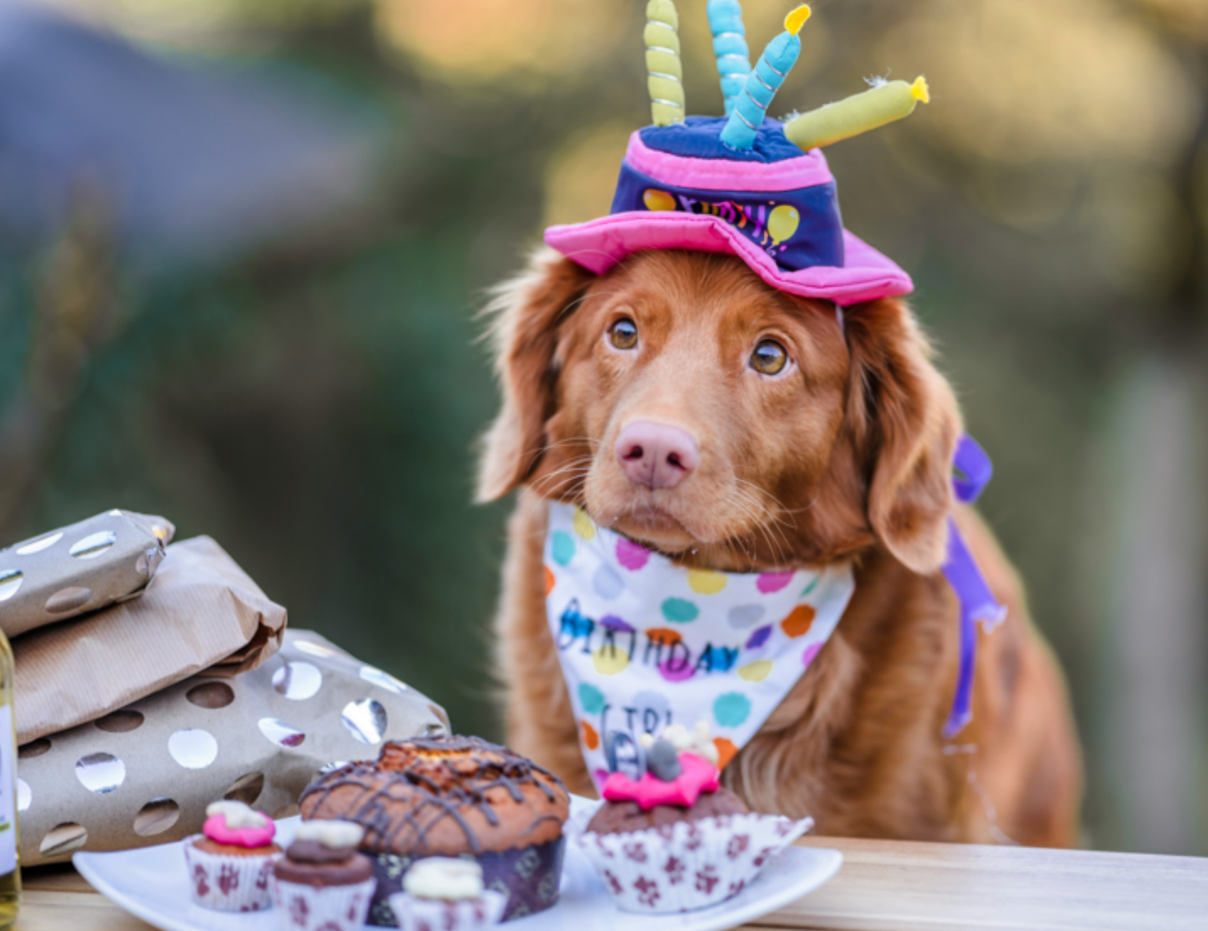 Cane con la torta