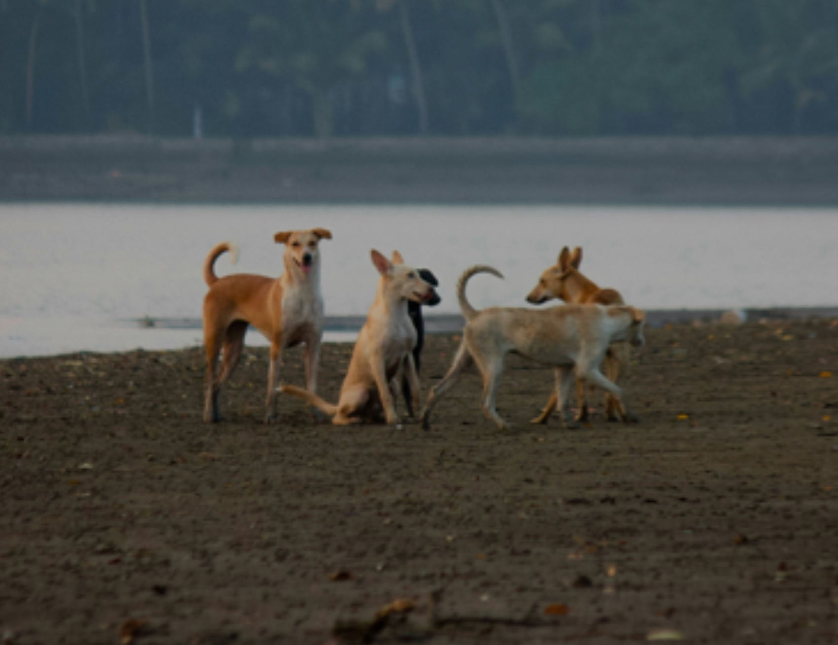 Cani in spiaggia