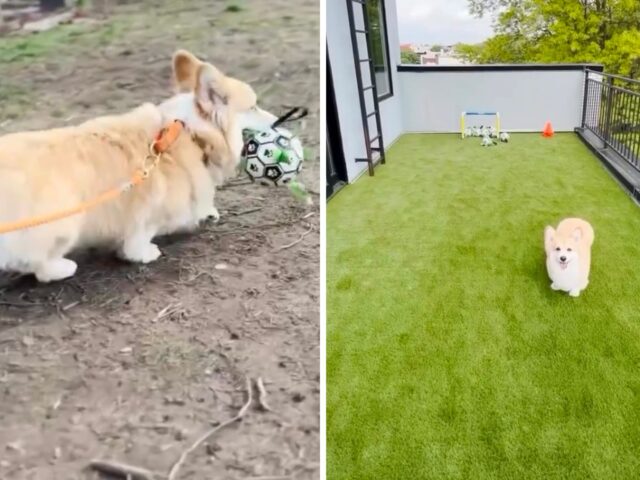 La piccola Corgi che gioca a calcio è la cosa più carina che vedrete oggi